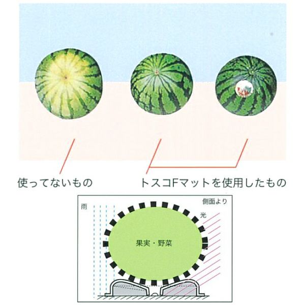 スイカ 果実マット ストア