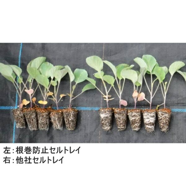 タキイ 根巻防止ワンウェイ・セルトレイ 黒 406穴 100枚 センターリブ