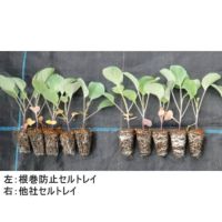 タキイ 根巻防止ワンウェイ・セルトレイ 白 200穴 100枚 | 農家のお店