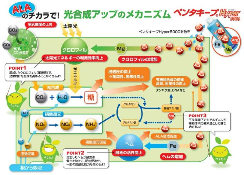 誠和 機能性液肥 ペンタキープ Hyper 5000 100ml アルギニン配合 光合成能力向上 葉面散布 | 農家のお店おてんとさん