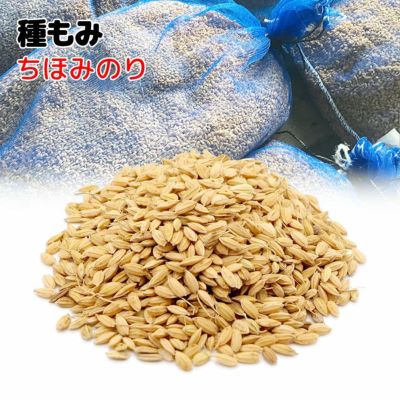 令和7年予約】☆もみ20kgコシヒカリ☆：茨城県産のコシヒカリ