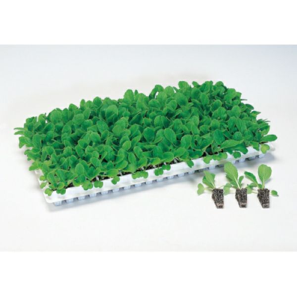 タキイ 根巻防止セルトレイM型 白 100枚 全自動移植機対応 ※穴数選択