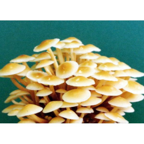 キノコのタネ 【鋸屑種菌 】えのきたけ菌(日農A16) 1000cc 種菌